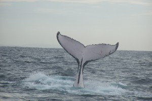 \"Humpback_whale_fluke_(2)\"